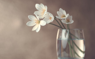 White flower glass vase still - a glass vase free wallpaper