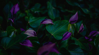 Purple flower green leaves blurry 8 - a few green leaf free wallpaper