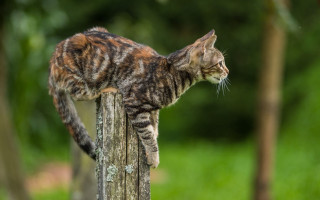 Cat wooden post forest blurry - the background and grass free wallpaper
