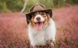 Dog hat flower field tongue - its mouth wide open free wallpaper