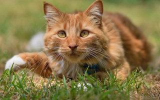 Sad cat in grass outdoors 7 - sad free wallpaper