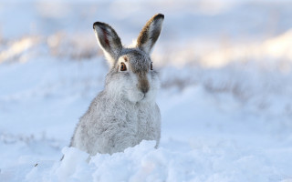 Rabbit sitting snow looking camera - the camera lense free wallpaper