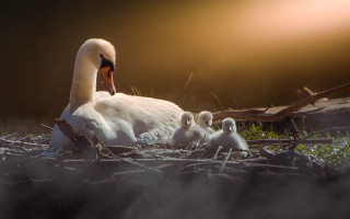 Swan babies nest setting sunlight - anton graff free wallpaper