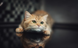 White cat green eyes reflection - the table top free wallpaper
