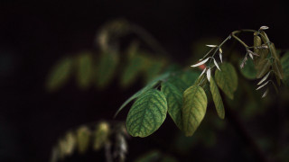 Leaf closeup blurry background macro - a close up of a leaf free wallpaper