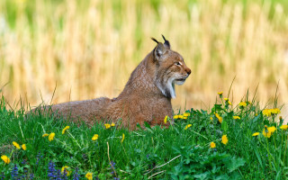 Lynx wildflowers grass blurry background - wild free wallpaper