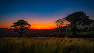 Sunset field trees hill clouds - tree and a hill in the background free wallpaper