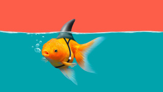 Goldfish sharkfin water red blue - a red border free wallpaper for desktop