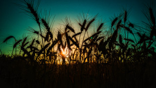 Sunset wheat field clouds backlighting - the sun in the distance free wallpaper