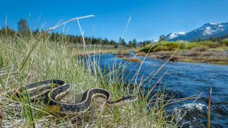 Snake grass riverbank mountains tiltshift - a snake free wallpaper