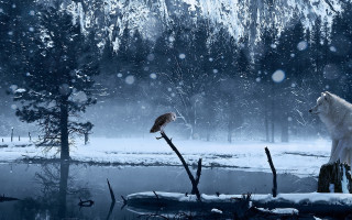 White wolf bird snow aurora - david martin free wallpaper for desktop