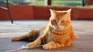 Sad orange cat photorealistic blurry - its face free wallpaper