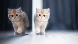 Kittens mirror curtains optical illusion - andries both free wallpaper