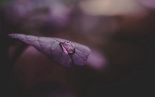 Purple flower water drop macro 2 - free rain wallpaper for desktop