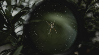 Magnifying glass spider tree branch - alton tobey free wallpaper