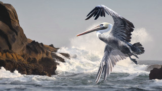 Bird flying over water rocky - digital painting free wallpaper