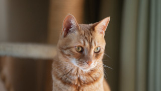 White cat serious look depth - a portrait free wallpaper for desktop