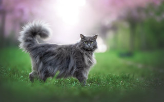 Fluffy gray cat field grass - fluffy free wallpaper for desktop