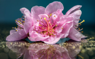 Pink flower reflection water blue - gold glitter free wallpaper