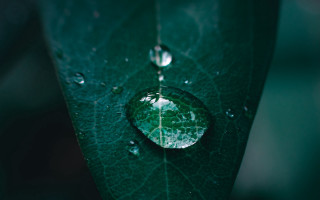 Water drop green leaf macro 4 - a drop of water free wallpaper