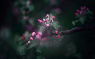 Pink flowers branch green leaves 2 - soft focus free wallpaper