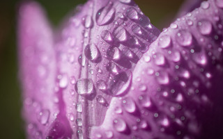 Purple flower water droplets macro 18 - anthony s waters free wallpaper