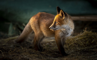 Fox closed eyes dog in - a fox free wallpaper