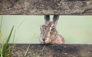 Rabbit fence grass green background - a green background behind free wallpaper