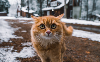 Cat snow house bokeh animals - a house in the background free wallpaper