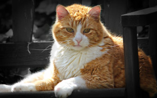 Cat sitting chair sad look - a chair free wallpaper