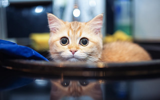 Orange kitten table blue cloth - a small orange kitten free wallpaper