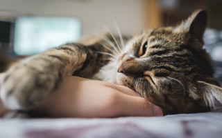 Cat arm bed television furry - its head on free wallpaper