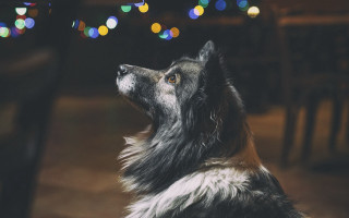 Dog lights christmas bokeh food - sense of awe free wallpaper