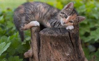 Kitten stump grass curious animal - curious free wallpaper