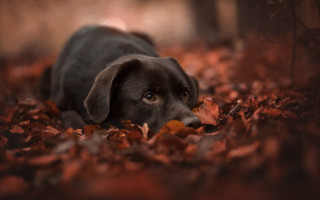 Black dog leaves forest autumn - top of a pile free wallpaper
