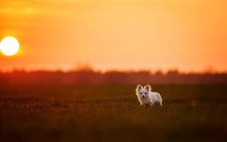 Small white dog sunset field - elke vogelsang free wallpaper