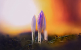 Small flowers grass sunset orange - macro photography free wallpaper