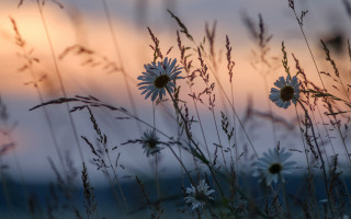 Field flowers sunset mountains twilight - evening free wallpaper