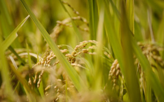 Grass sun blurry background bokeh - cao zhibai free wallpaper