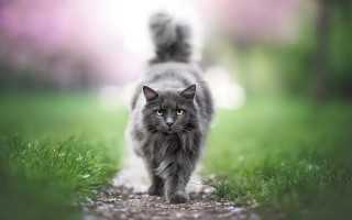 Black cat walking tilt shift - a path free wallpaper