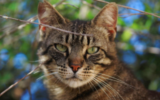 Cat tree serious eyes blurry - the camera free wallpaper for desktop