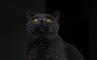 Black cat yellow eyes aesthetic - sense of awe free wallpaper
