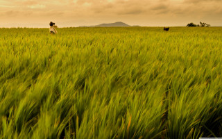 Person walking field tall grass - cow free wallpaper