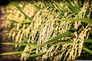 Close up grass leaves blurry - a blurry background of grass free wallpaper