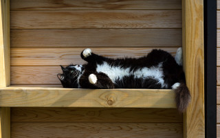 Black and white cat shelf - carl gustaf pilo free wallpaper