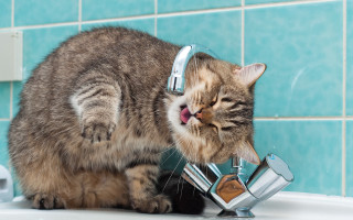 Cat drinking water faucet bathroom 2 - fluxus free wallpaper