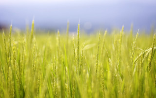Green grass blue sky clouds 6 - cao zhibai free wallpaper