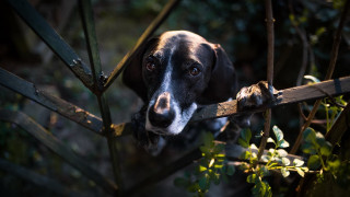 Dog looking over fence sad - his face and nose free wallpaper