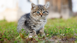 Kitten blue eyes grass blurry - the camera free wallpaper for desktop