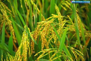 Rice closeup grass yellow flowers - cao zhibai free wallpaper